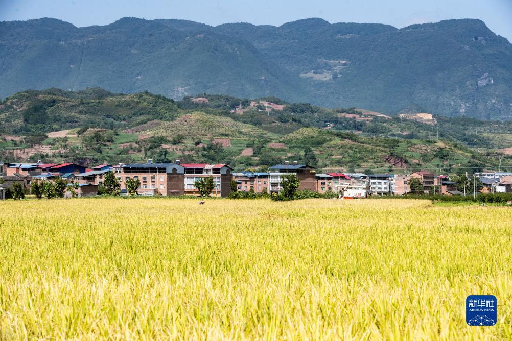 2025白菜体验金无需申请